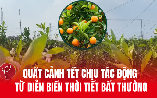 Nắng nóng kéo dài, người trồng quất cảnh vất vả chăm cây đón Tết