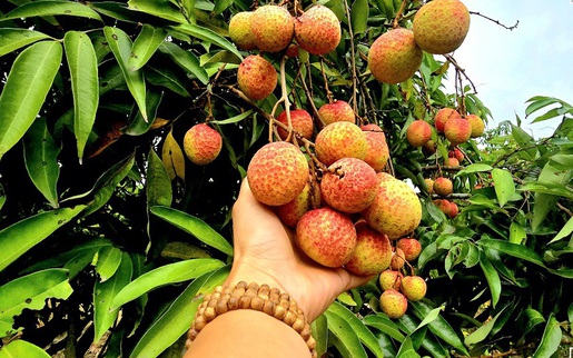 Hải Phòng: Vải u trứng chín sớm giá cao gấp đôi vải thiều chính phụ