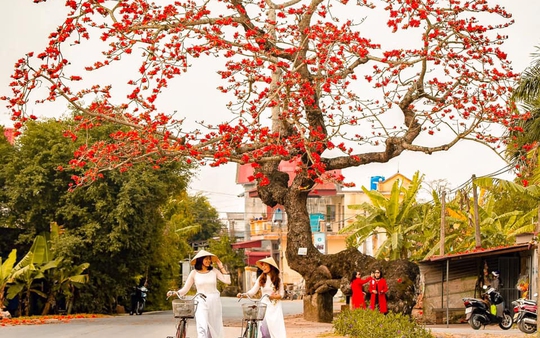"Cây gạo gù" trăm năm tuổi - điểm check-in đặc biệt trong Tuần lễ Áo dài