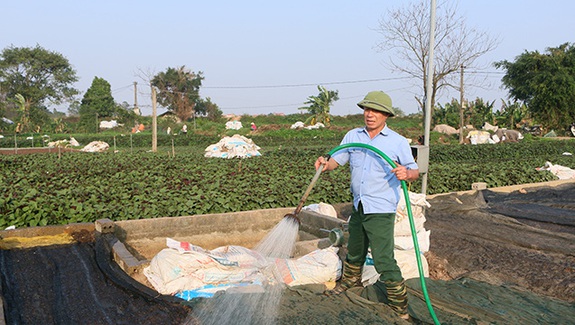 “Làng nghề” trồng rau gia vị ven sông Nhuệ