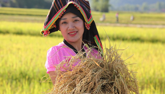 Cánh đồng Mường Thanh trải vàng sắc thu bất tận