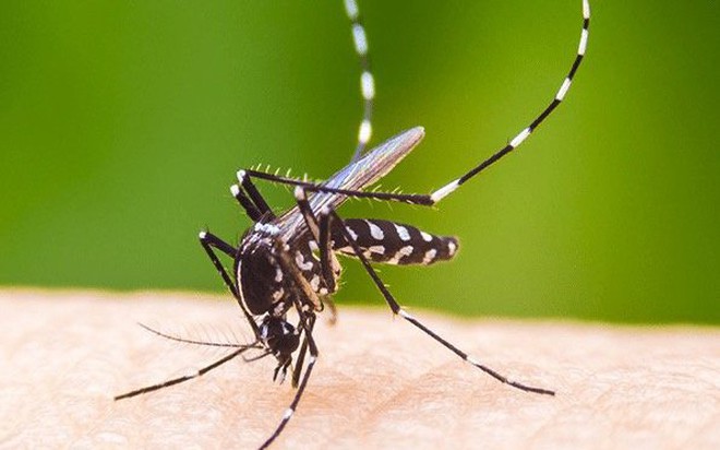 Muỗi aedes aegypti 