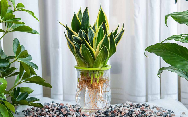 Tác dụng cây lưỡi hổ trong phong thuỷ mà bạn cần biết?