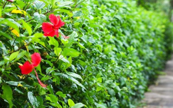 hàng rào hoa dâm bụt » Báo Phụ Nữ Việt Nam